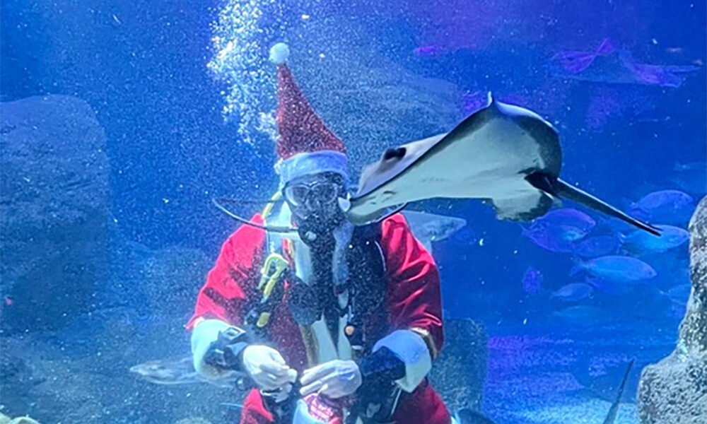 Der Nikolaus bringt den Unterwasser-Bewohnern Leckereien. © SEA LIFE Berlin