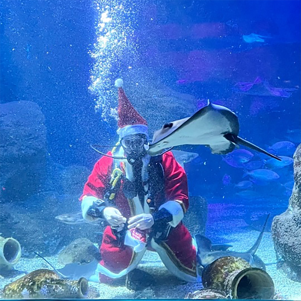 Der Nikolaus bringt den Unterwasser-Bewohnern Leckereien. © SEA LIFE Berlin